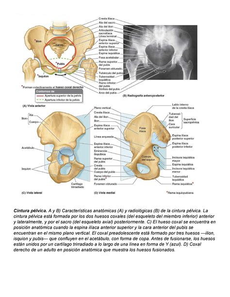 Cintura 